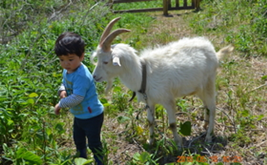 ヤギのフンをお届け！