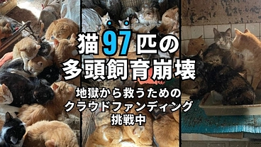 97匹多頭飼育崩壊　劣悪環境に苦しむ猫達を生き地獄から救出したい のトップ画像