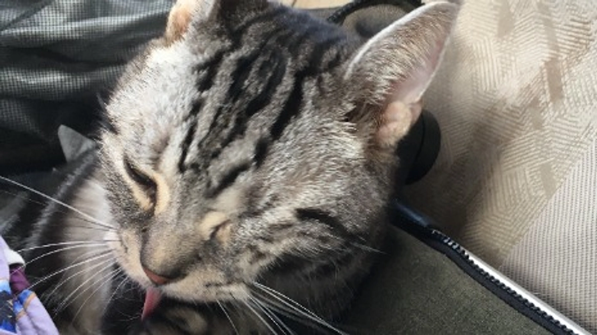 今日はお薬をとりにいってきました。