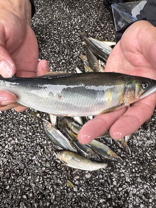 検査検体1,000尾に到達しました。