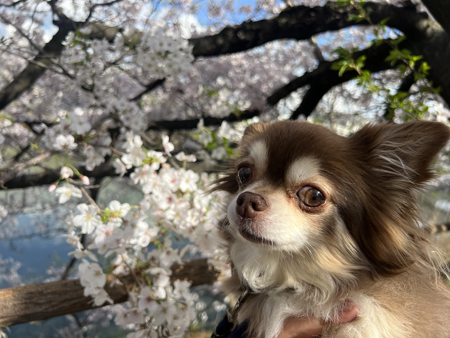 【感謝】メロと桜を見る事ができました✨