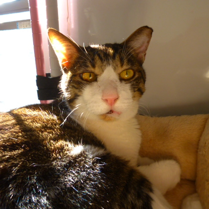 在籍猫紹介【スミト君】