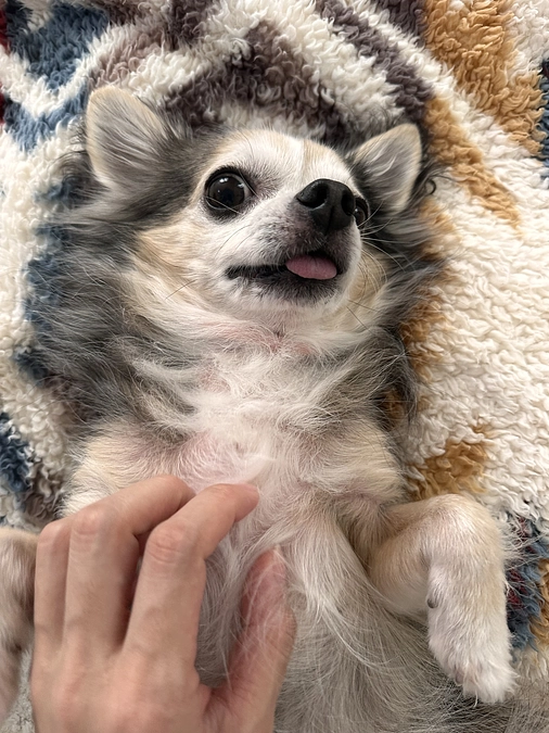 ららの治療について🏥