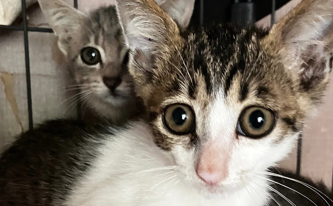 30000円ご支援。