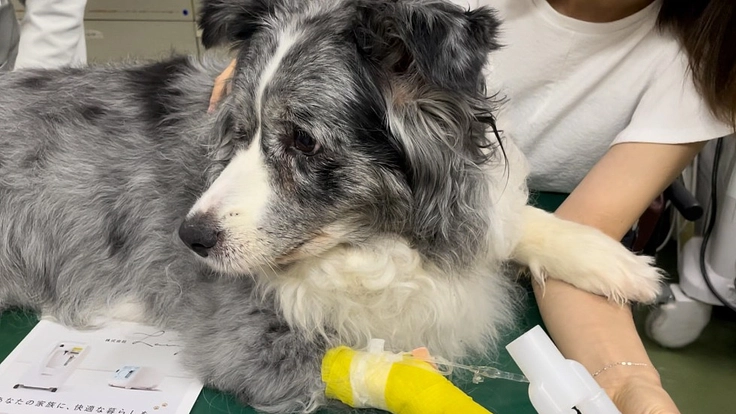 愛犬の喉頭麻痺の手術、治療費のご支援ご協力をお願い致します。