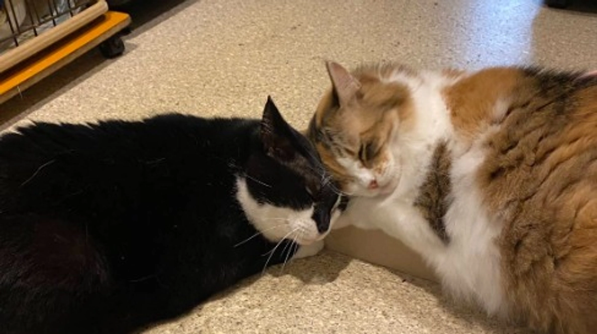 片原横町施設（猫舎）。