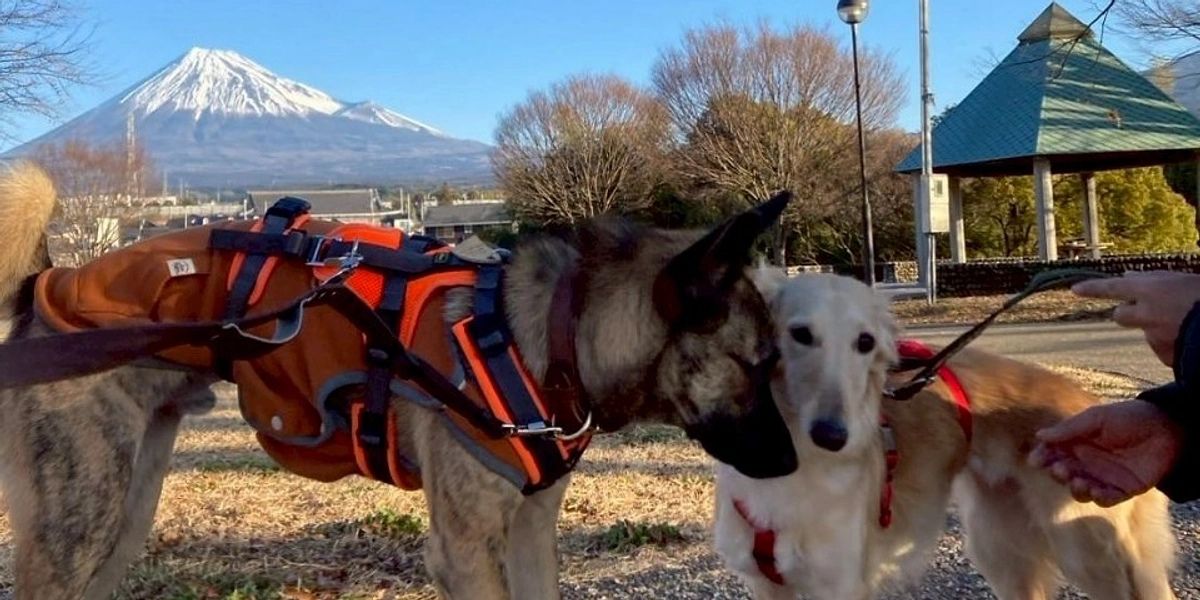 保護っ子たちのビフォーアフター