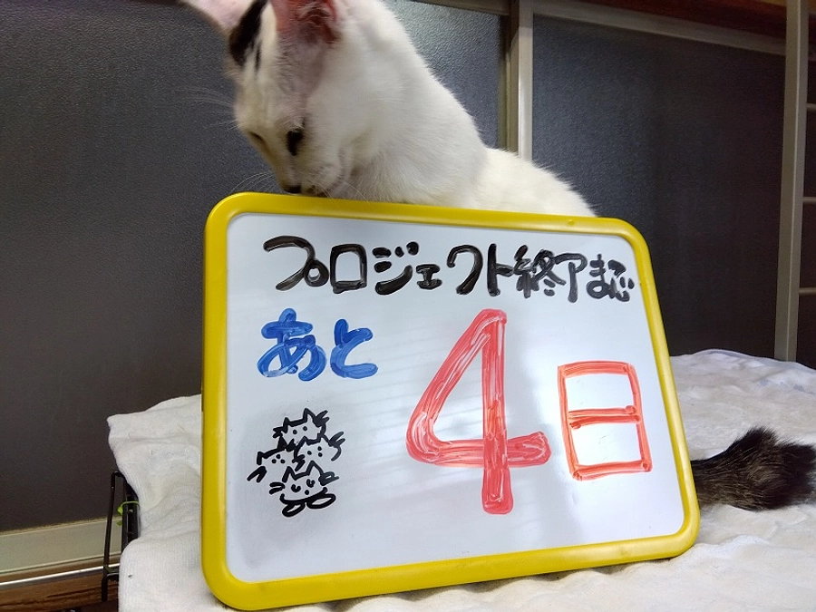 プロジェクト終了まであと4日！保護動物達の紹介⑨猫エイズ陽性の子達