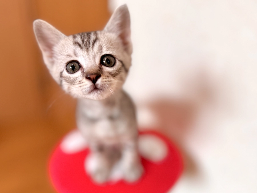 リターン品について(下僕Tシャツ)