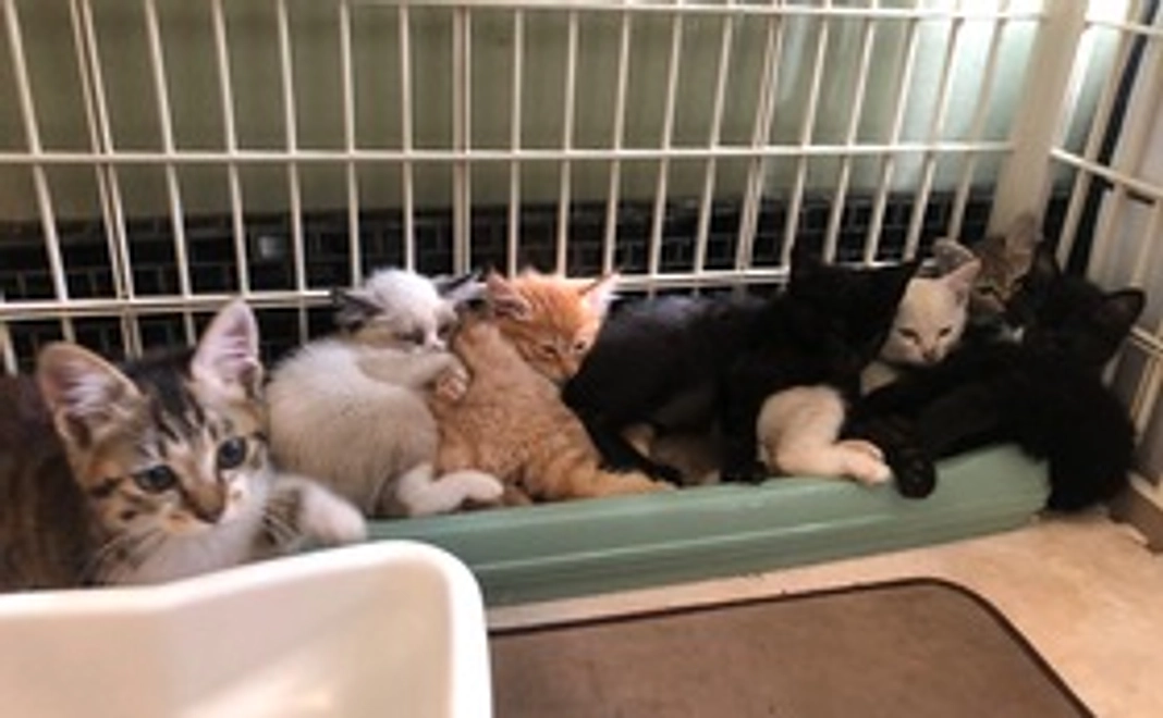 『1000円コース』感謝のメール 仔猫フードサポーターコース