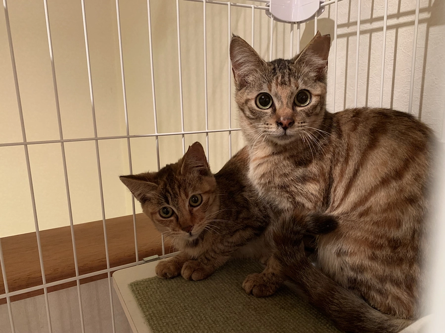 おこ＆にこ　正式譲渡になりました！