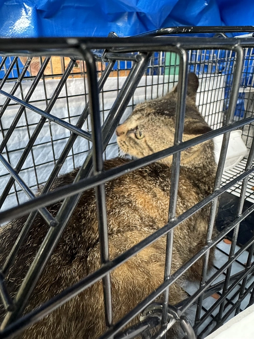 昨日に引き続き 崩壊現場の猫たちの捕獲に行ってきました。 