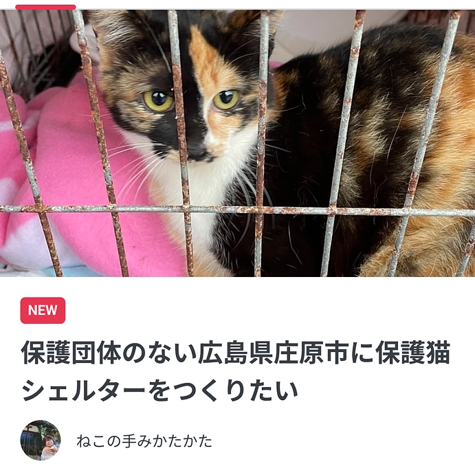 TNR地域猫活動
