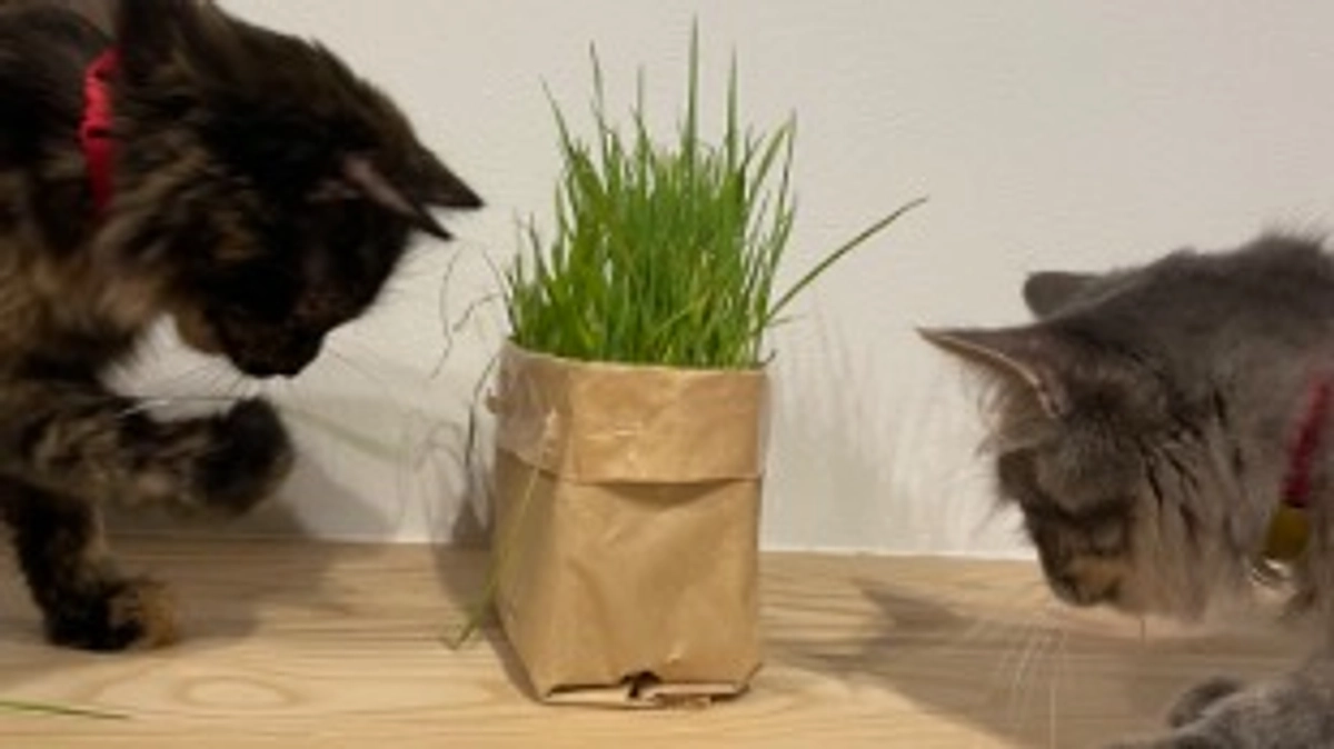 残り4日！！未だ達成率50%以下😭