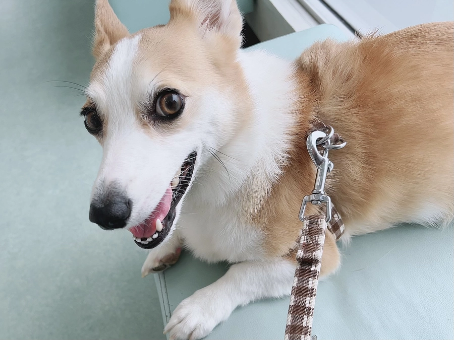 プロジェクトが公開されました！🐾