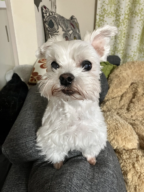 今日のこまち　あと2日....