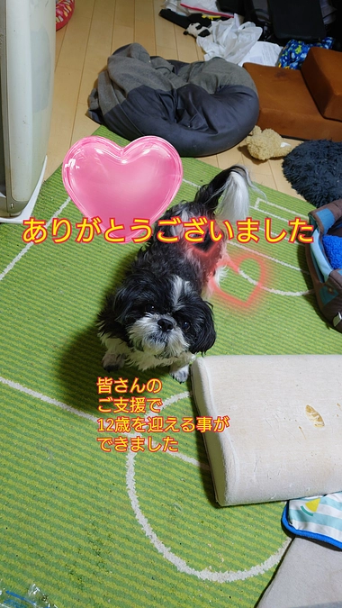 皆様のご支援のお陰で１２歳を迎えることができました。