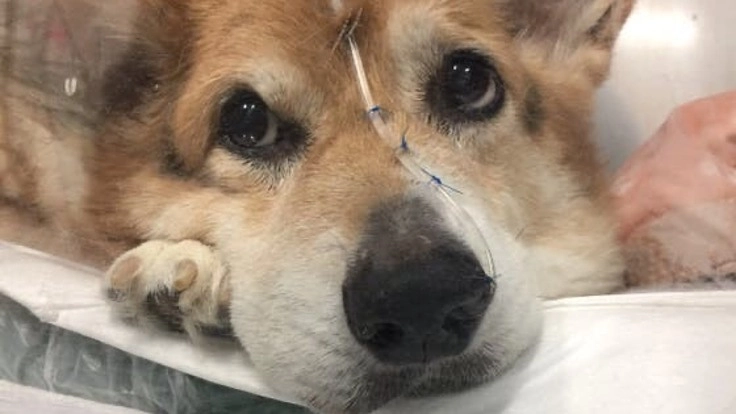 多中心リンパ腫、DM麻痺とたたかうレオくんにご支援をお願い致します