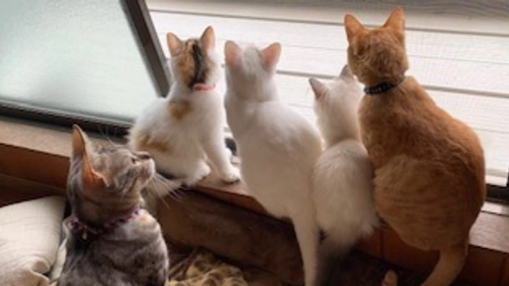 福岡に保護猫活動の支援と情報発信を行う「猫カフェ」を作りたい！