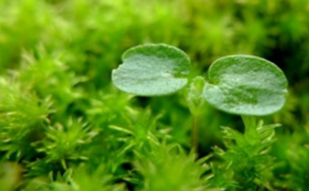 メールセミナー全1回分