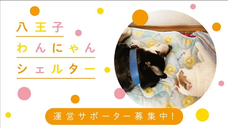 八王子わんにゃんシェルター運営サポーター募集中!!