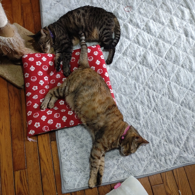 こいとら君💕　と　チコちゃん💕