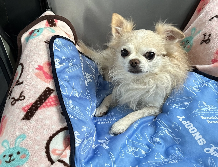 本日7/30術前検査に行ってきました。。