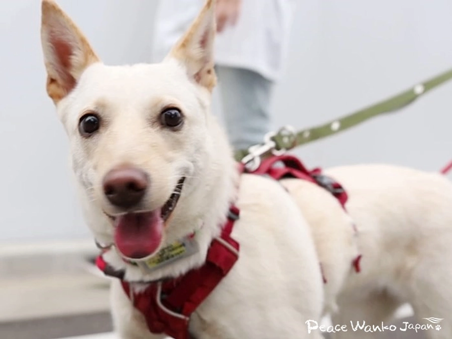 怖がりだった野犬の子犬「ウェナッチ」卒業！
