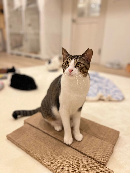 雷雨と雪の舞う昨日の譲渡会、多くのみなさまに保護猫たちと面会していただき、トライアルも決定！