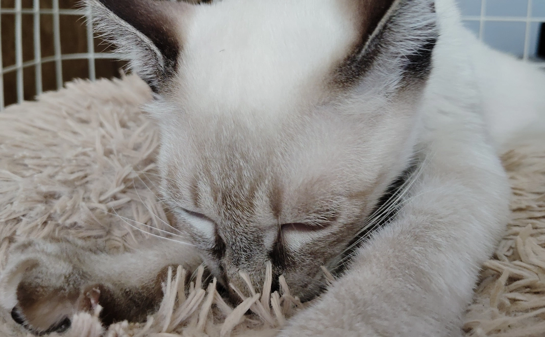 感謝のメール１