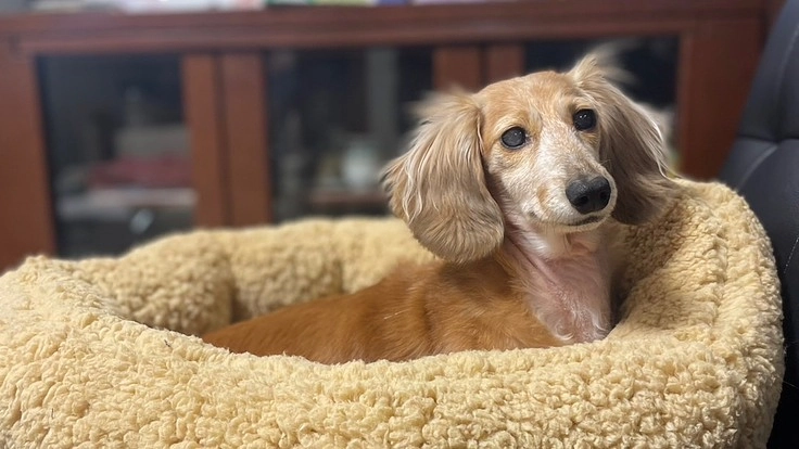 白内障の元保護犬に光を