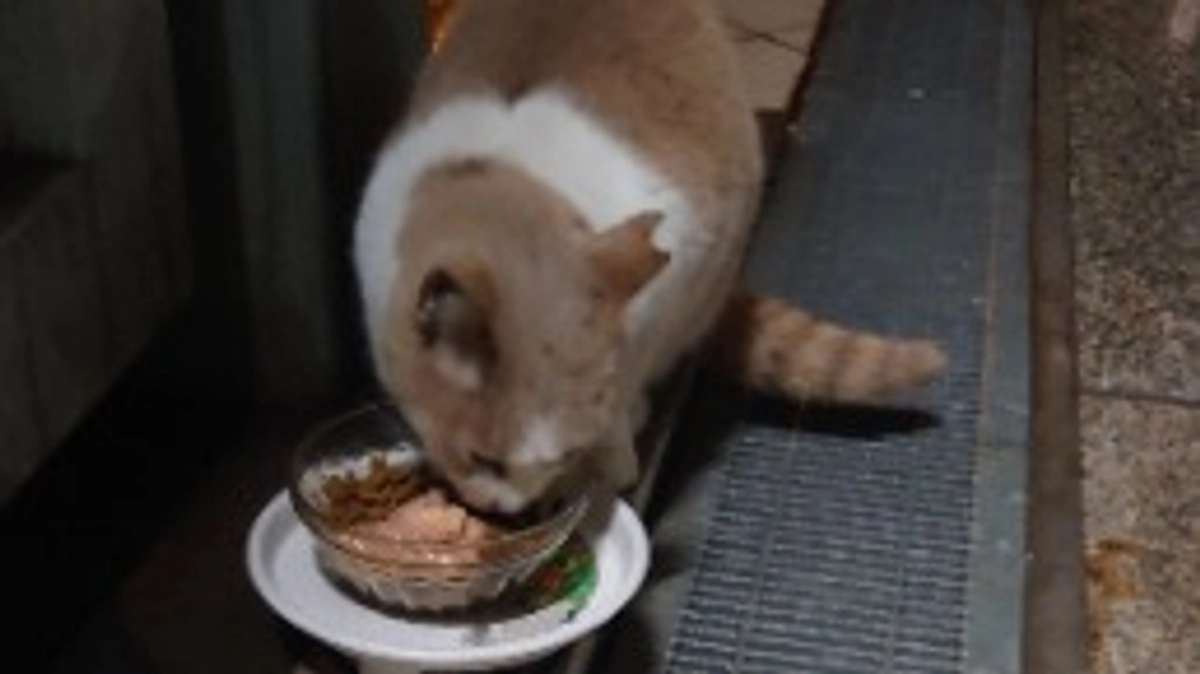 プロジェクト公開しました。