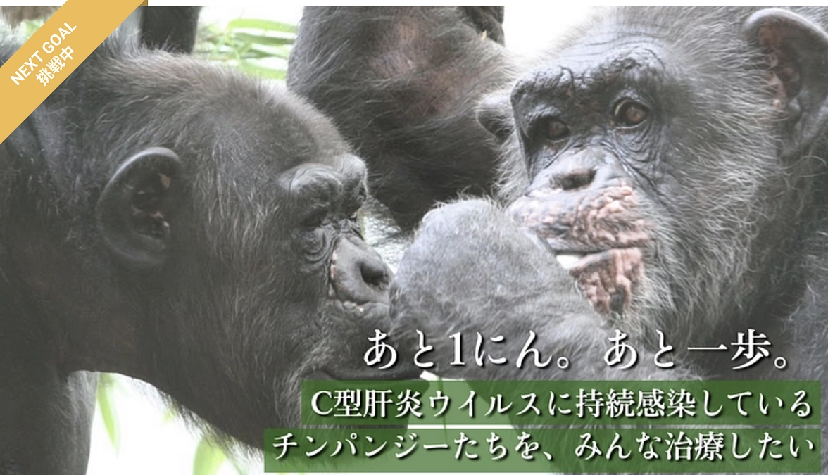 チンパンジーの治療へ｜クラウドファンディングのご紹介