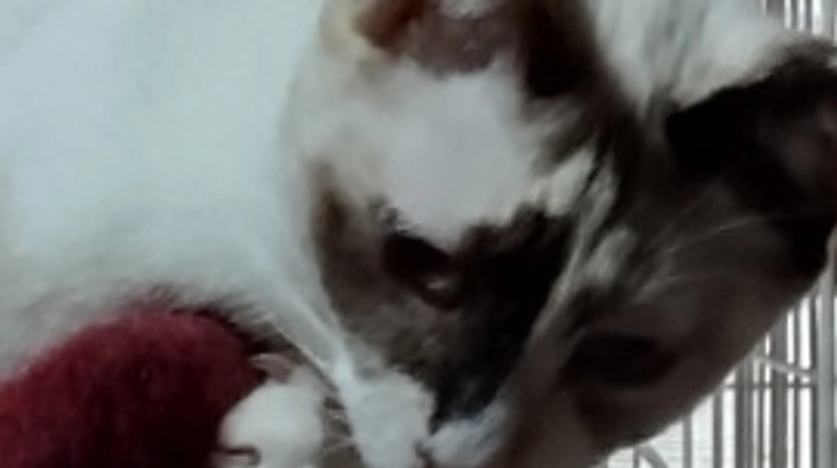 保護した子たちの冬支度