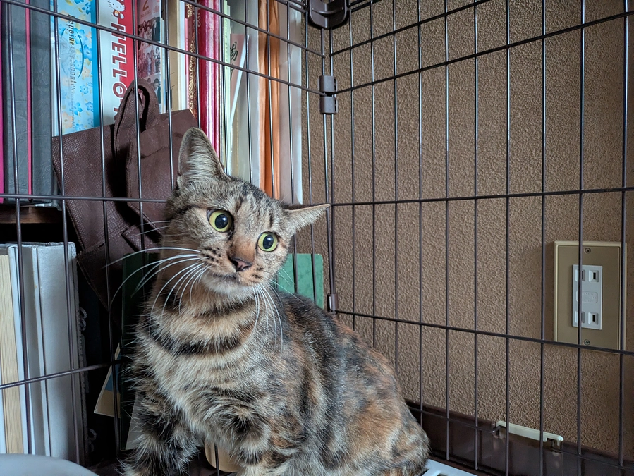 迷い猫？保護しました