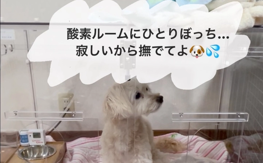酸素ルーム導入！