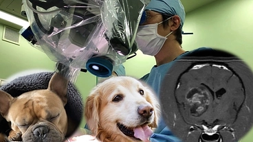 犬と飼い主の負担を減らすために。犬の脳腫瘍治療に新たな一手を！