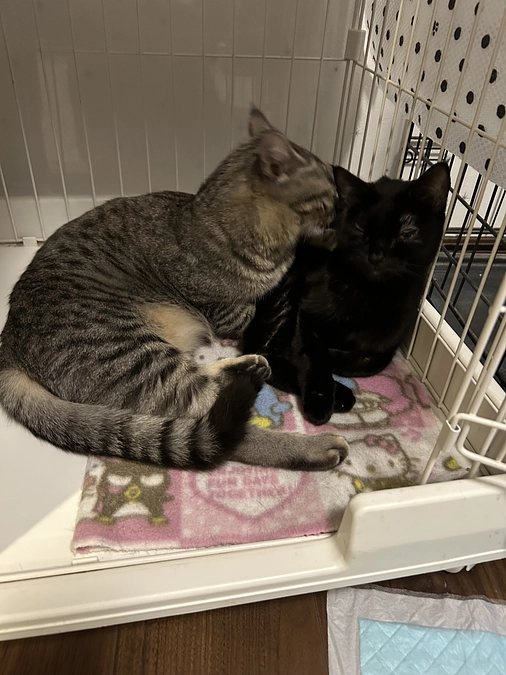 むぅちゃんの闘病日記③