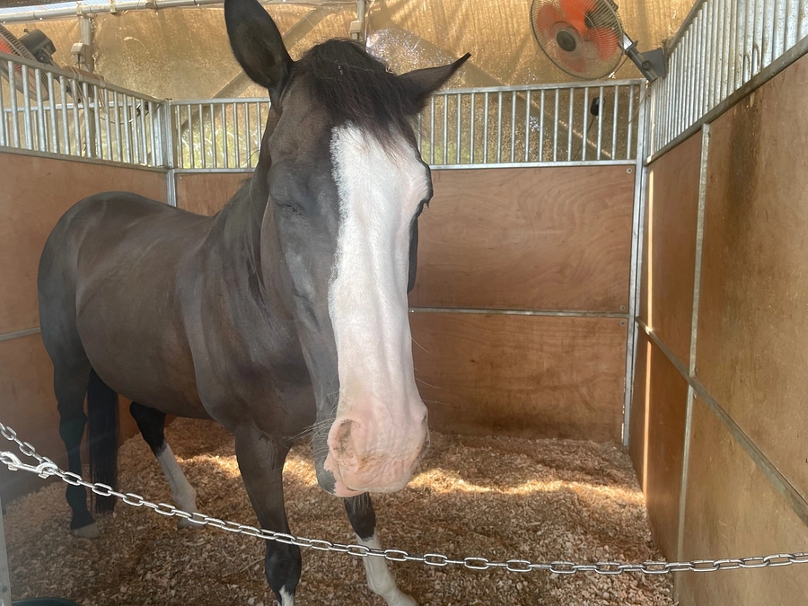 馬にとってとても大切なおが屑。そんなおが屑引取りの様子を動画にしてみました。