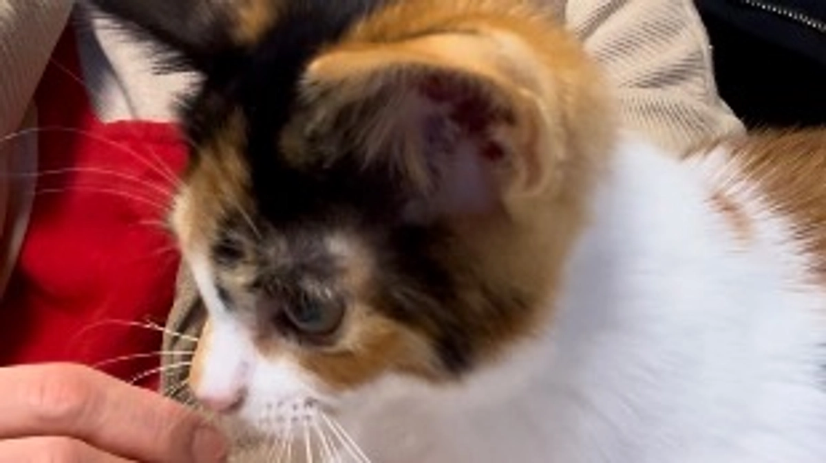 抱っこも好き❤️