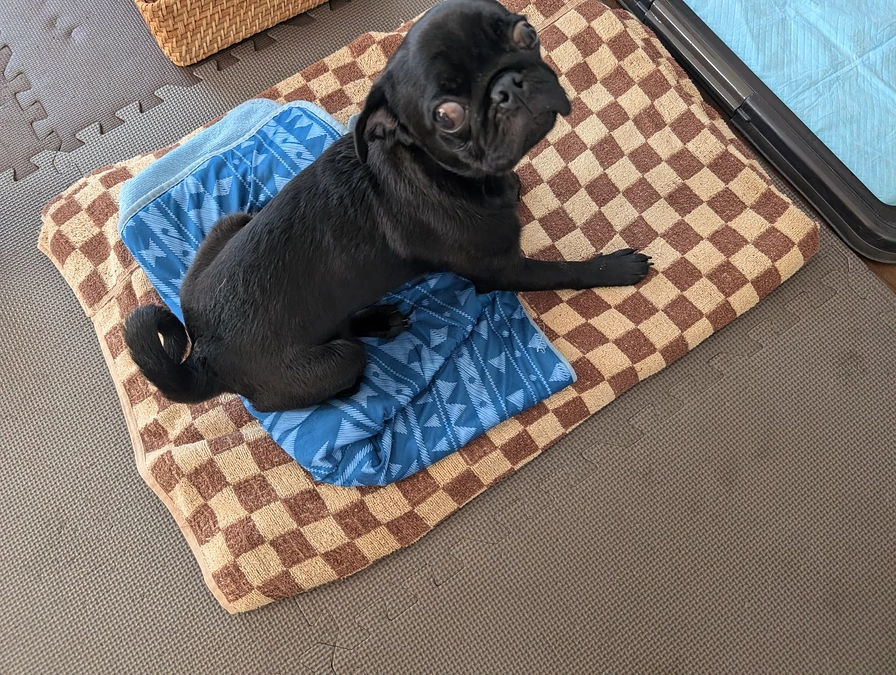 今回も乗り越えてくれたユッケ