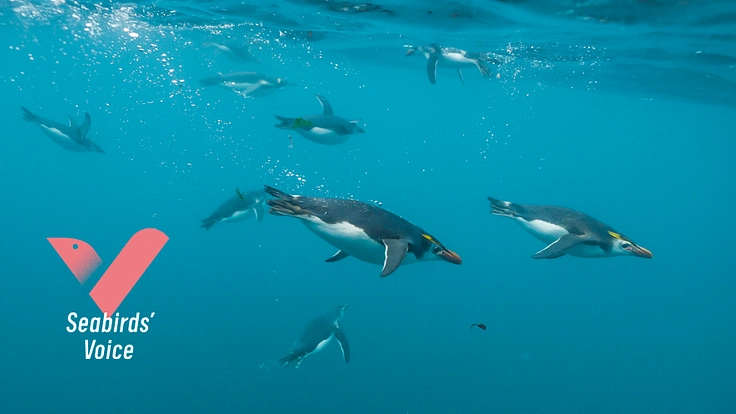 「うみどりのこえ」の活動をカレンダーで広げたい！