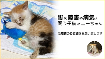障害や病気と闘う奇跡の子猫ミニーちゃんに、最善の医療をかけたい のトップ画像