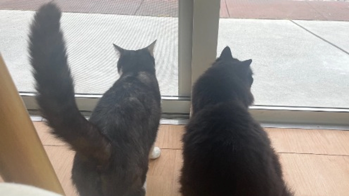 FIP治療費148万円を越えてしまいました