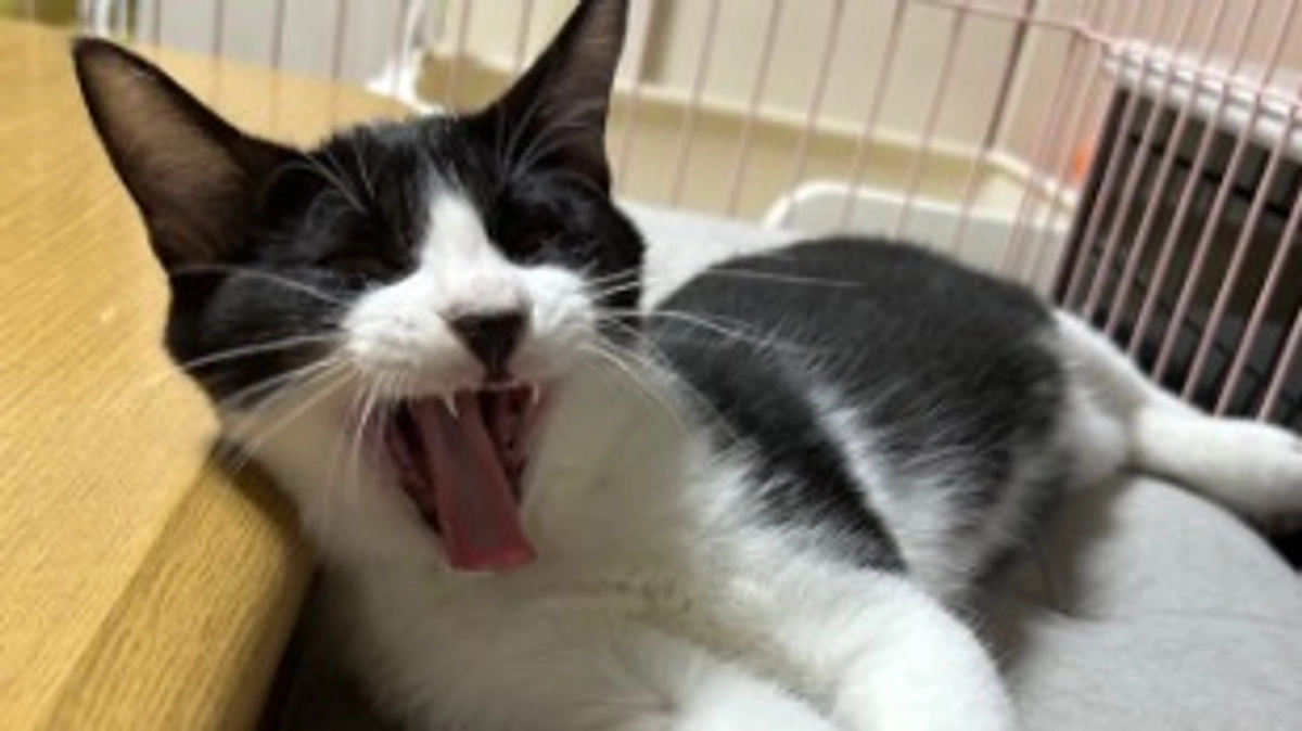 11月13日 〜 日常報告⑩ 〜保護から83日目