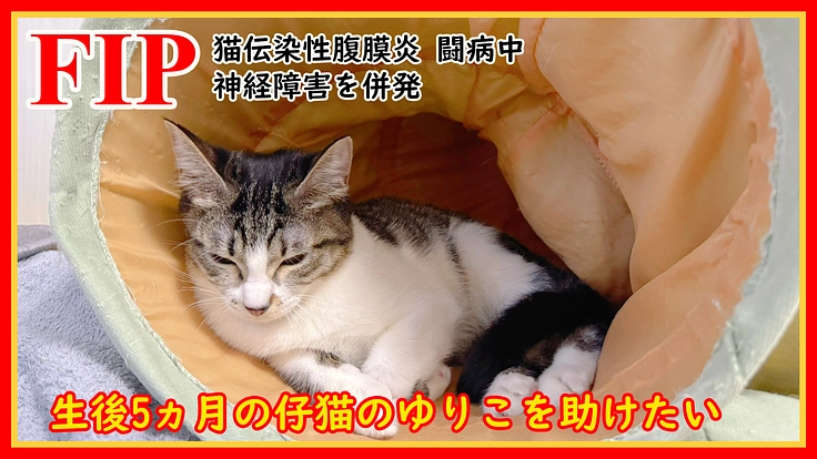 神経症状を併発した難病FIPと闘うゆりこを救うためご支援願います