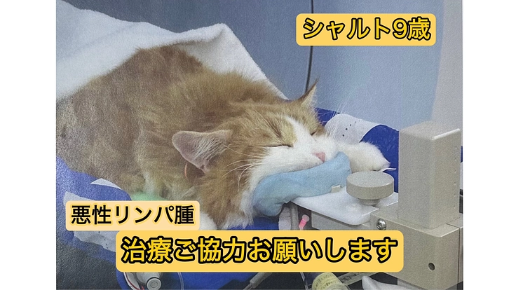 鼻腔内リンパ腫闘病中の愛猫シャルトを救いたい