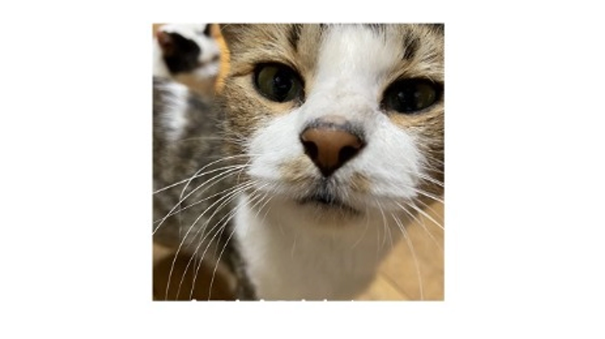 【ボランティアさんの想い～小さな命を守ること】