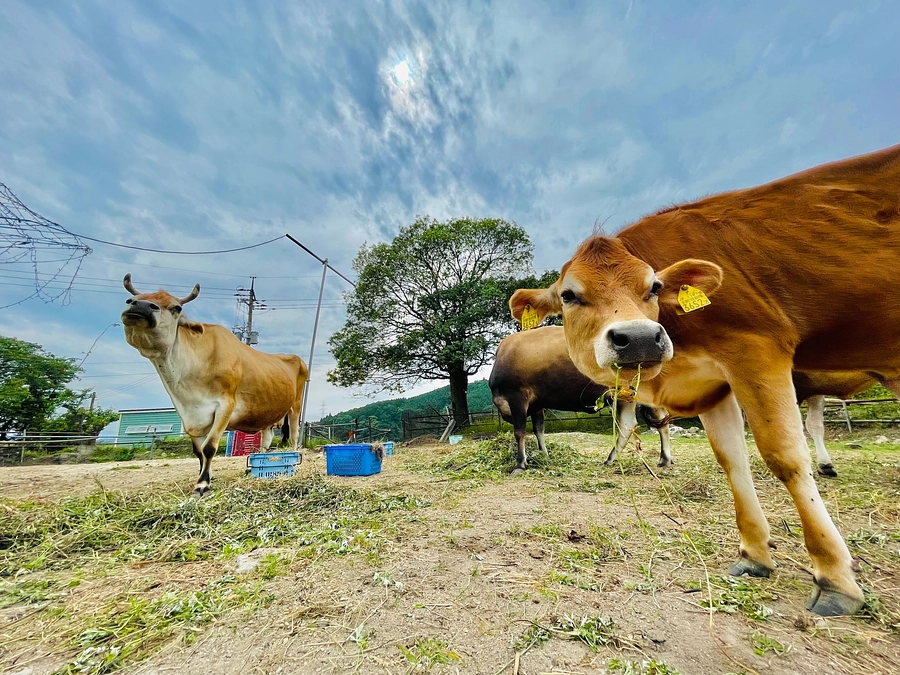 みんな元気です🐮
