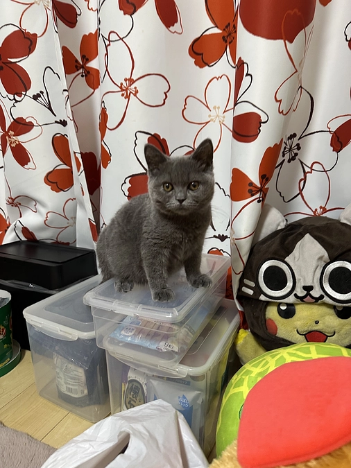 FIP治療初日からの通院記録